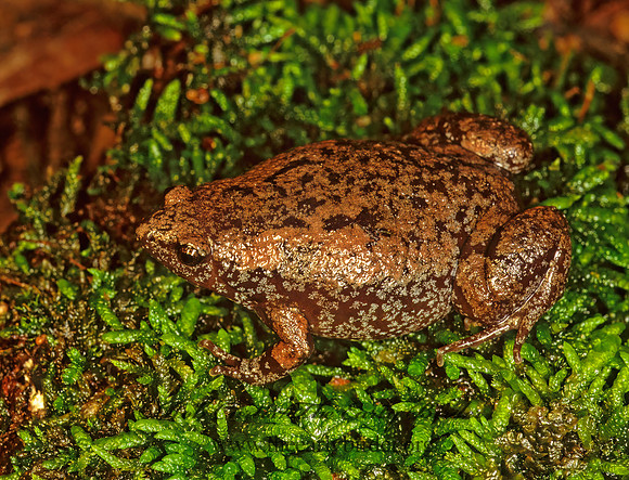 Gastrophryne carolinensis  EASTERN NARROW-MOUTHED TOAD 173811 z