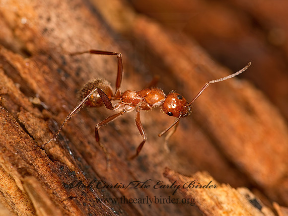 Formica dolosa  WOOD ANT 9061662z