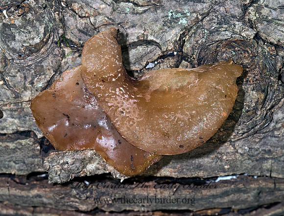 Auricularia  WOOD EAR FUNGUS 8006078z