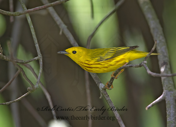 Setophaga petechia  YELLOW WARBLER 9046143z