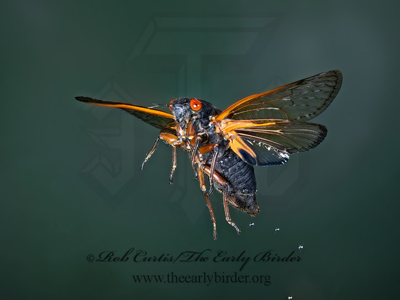 Magicicada cassinii CASSIN'S CICADA 9089005z