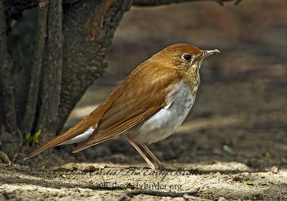 Catharus fuscescens  VEERY 4000251z