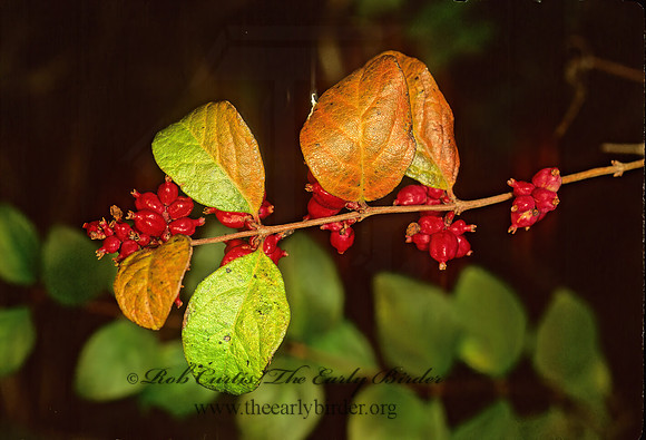Symphoricarpos orbiculatus~  CORALBERRY 157904z