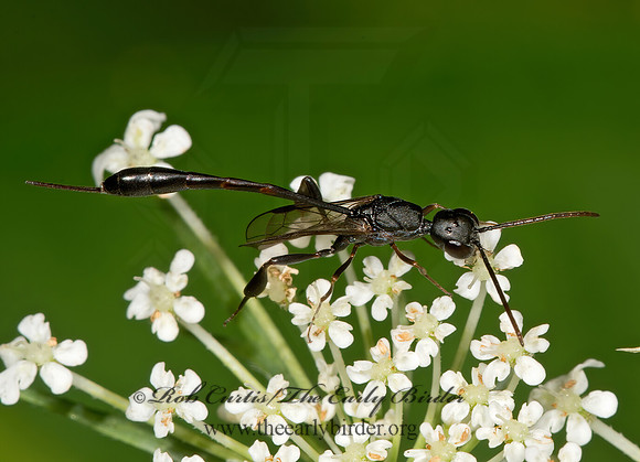 Gasteruption assectator or kirbii GASTERUPTIID WASP 9013428z