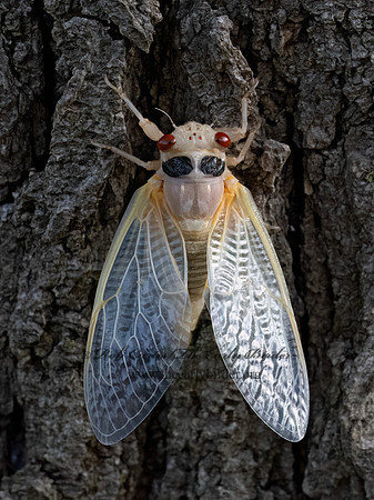 Magicicada cassinii CASSINI'S PERIODICAL CICADA 9088094 z
