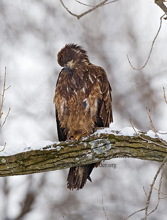 Haliaeetus leucocephalus  BALD EAGLE 8009909z