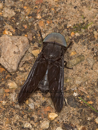 Tabanus atratus  BLACK HORSE FLY 9049828z