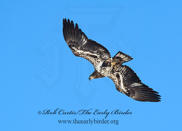 Haliaeetus leucocephalus  BALD EAGLE 8000267z