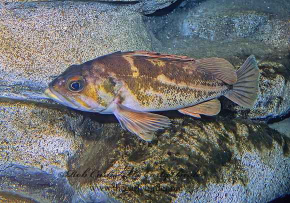Sebastes melanops  BLACK ROCKFISH 221606z