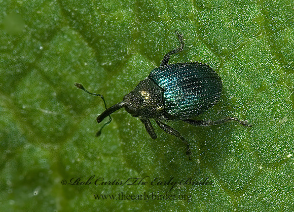 Ceutorhynchus erysimi  5007971z