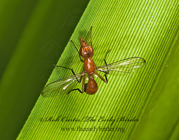 Sepsisoma flavescens  RICHARDIID FLY 5012892z