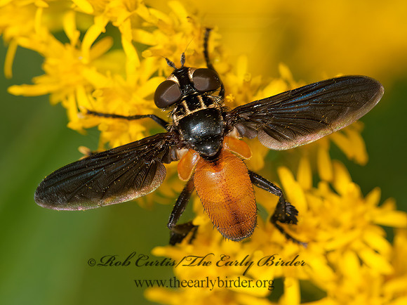 Trichopoda pennipes  FEATHER-LEGGED TACHINID 3015098z