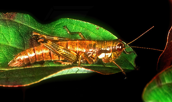 Booneacris glacialis 1115229z