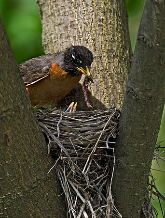 Turdus migratorius  AMERICAN ROBIN 6005615z