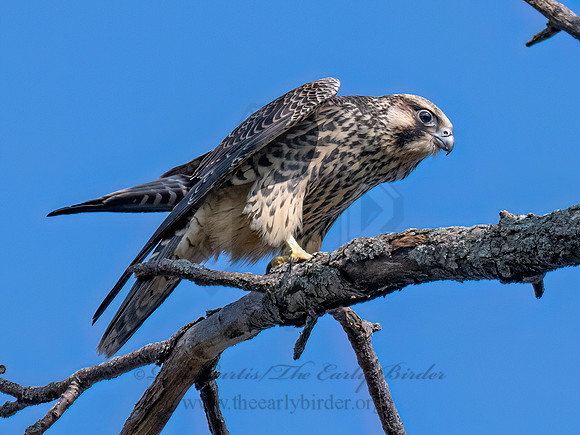 Falco peregrinus PEREGRINE FALCON 9090579z