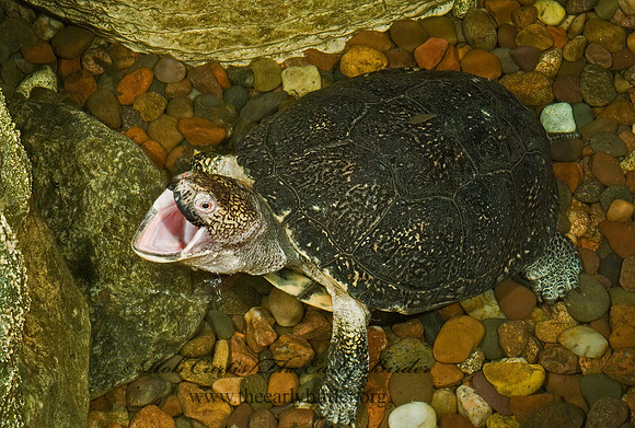 Emydoidea blanding  BLANDING'S TURTLE 4002437z