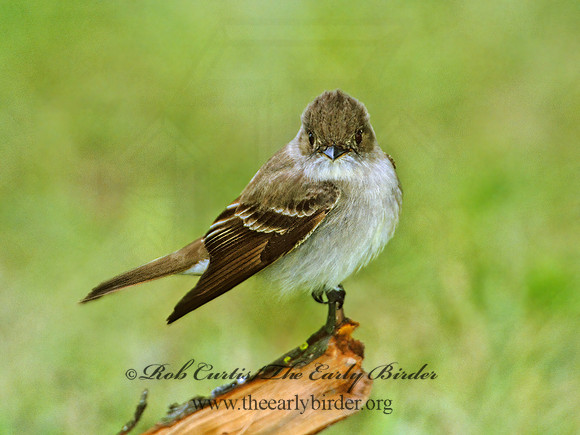 Contopus virens  EASTERN WOOD PEWEE 1272411z