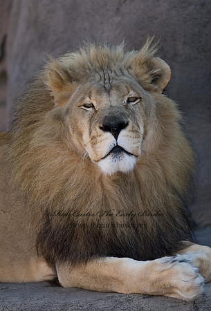 Panthera leo  AFRICAN LION  6018567z