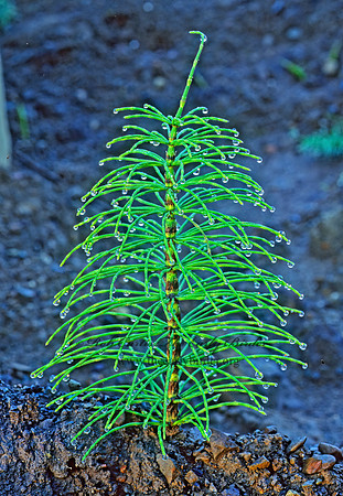 Equisetum arvense  COMMON HORSETAIL 149402z