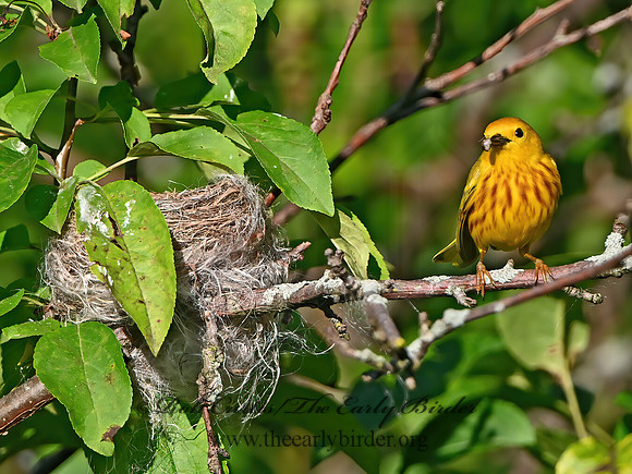 Setophaga petechia  YELLOW WARBLER 1303379z