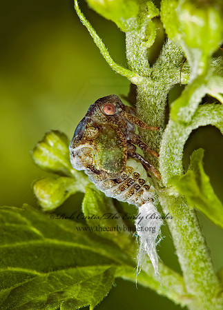 Metcalfa pruinosa 5000111z