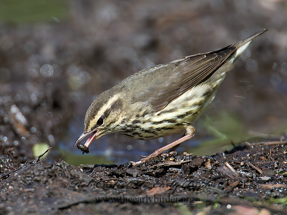 Parkesia noveboracensis  NORTHERN WATERTHRUSH 9005132z