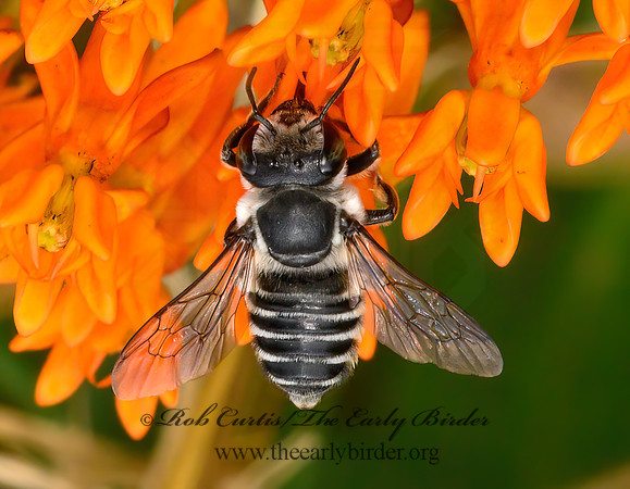 Megachile  LEAF-CUTTING BEE 9063580z