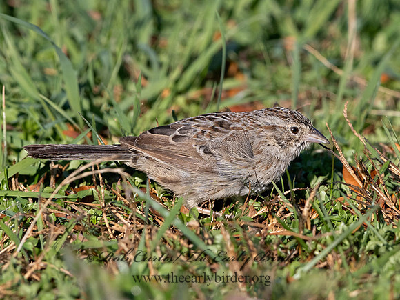 Peucaea cassinii  CASSIN'S SPARROW 3027651