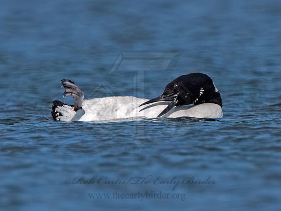 Gavia immer COMMON LOON 9075634z