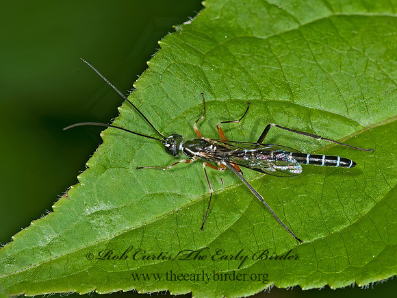 Podoschistus vittifrons  POEMENIINAE ICHNEUMON WASP 8034528z