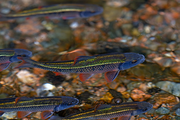 Luxilus cornutus  COMMON SHINER 9033045z