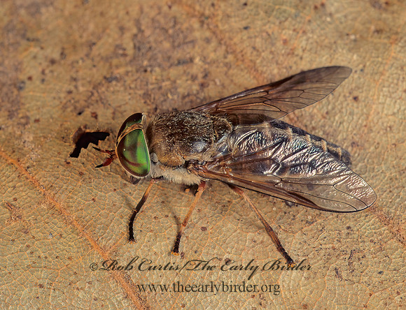 Tabanus wilsoni  HORSE FLY 173617z