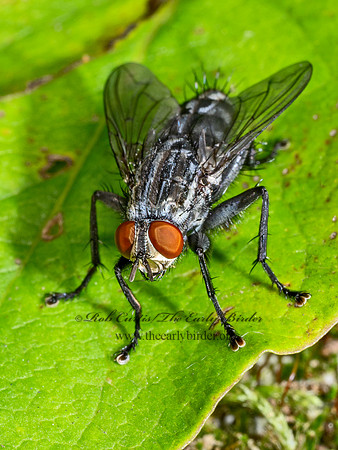 Sarcophaginae FLESH FLY 9090048z