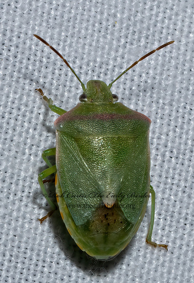 Thyanta custator RED-SHOULDERED STINKBUG 3039242z