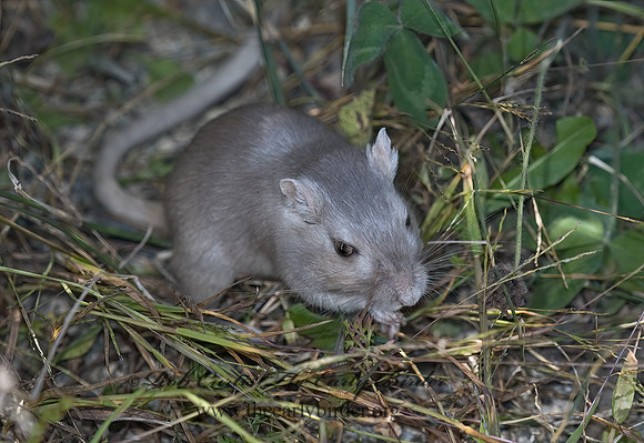 Meriones unguiculatus  MONGLOIAN JIRD 5002358 z