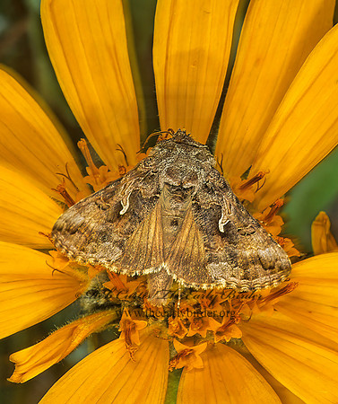 Autographa californica  CALIFORNIA LOOPER 144202z