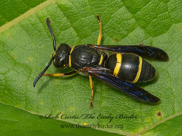 Euodynerus undescribed  EUMENINAE WASP 9040690z