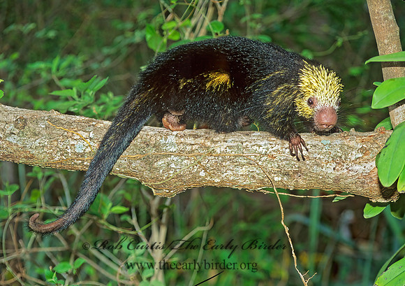 Coendou prehensilis  PREHENSILE TAIL PORCUPINE 197922z