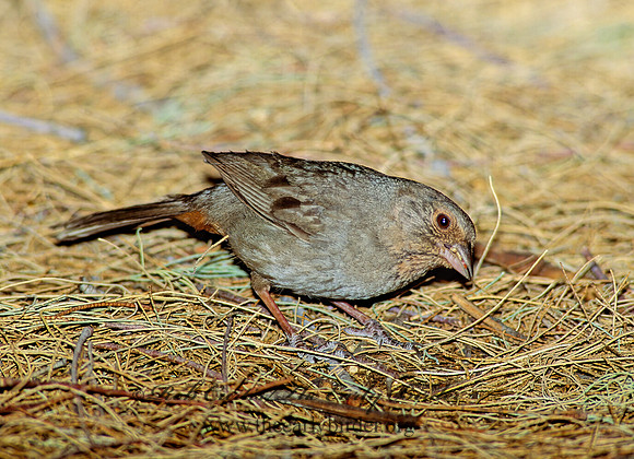 Melozone crissalis  CALIFORNIA TOWHEE 108234z