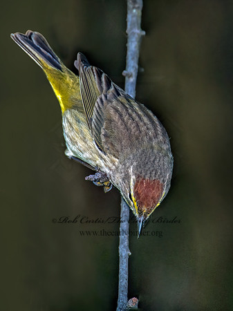 Setophaga palmarum  PALM WARBLER 9000947z