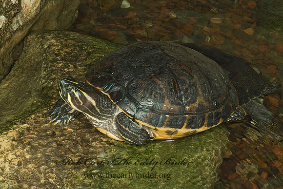 Pseudemys concinna floridana  FLORIDA COOTER 4002435z