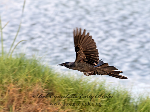 Quiscalus mexicanus  GREAT-TAILED GRACKLE 6039425z