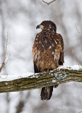 Haliaeetus leucocephalus  BALD EAGLE 8009893z
