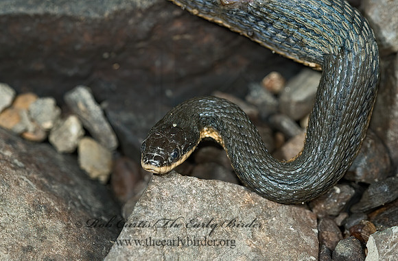Regina septemvittata  QUEEN SNAKE 5009732z