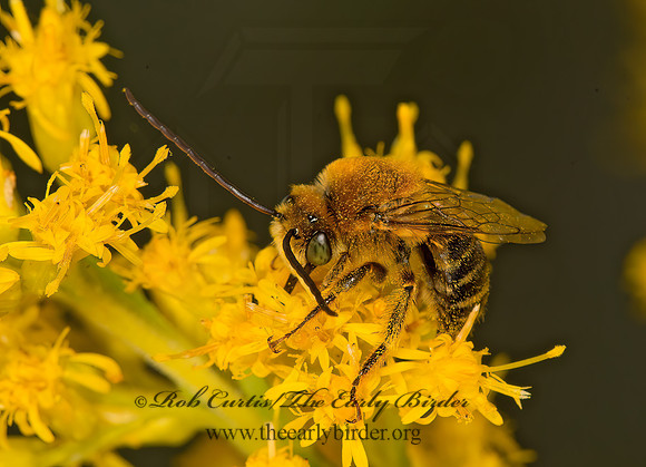 Melissodes�trinodis~  LONG-HORNED BEE 9053389z