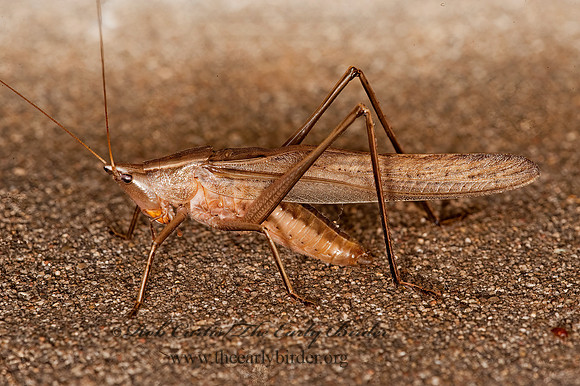 Neoconocephalus retusus 8023286z