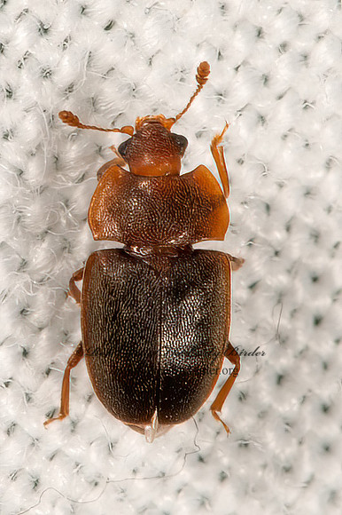 Epuraea rufa  SAP-FEEDING BEETLE 9066651z
