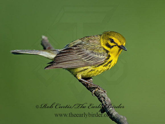 Setophaga discolor  PRAIRIE WARBLER  9023530z