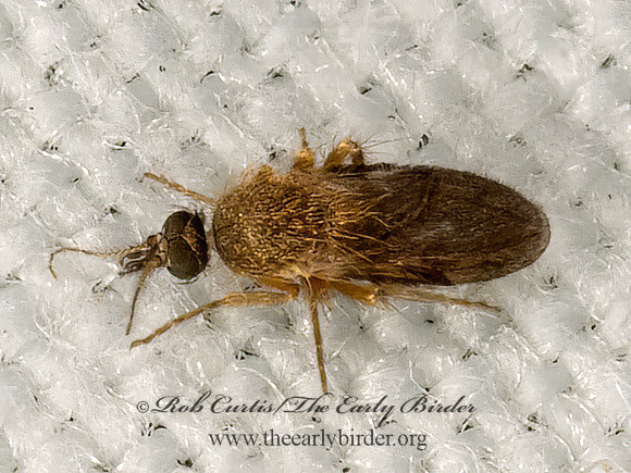 Ceratopogonidae sp  BITING MIDGE 3022795z