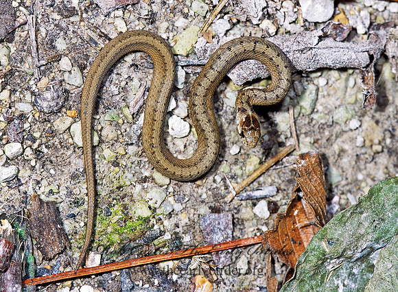 Storeria dekay  BROWN SNAKE 1286836z
